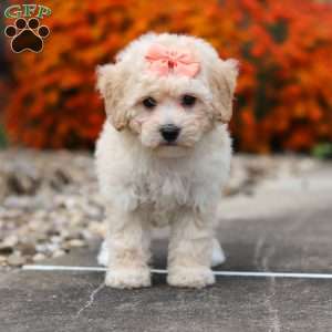 Poppy, Bich-Poo Puppy